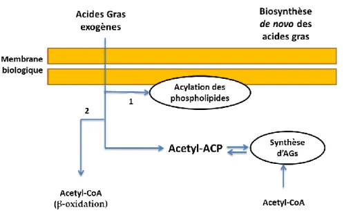 Figure 14 :  Schémas récapitulatif de la biosynthèse des acides gras bactériens. Exemple  de V