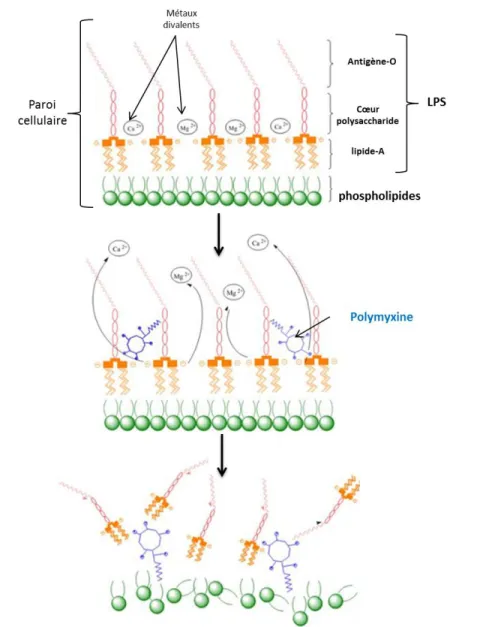 Figure 20 : Mécanismes d’action de la polymyxine-B sur les membranes des bactéries à  Gram(-) (adaptée de Deris et al., 2014)  