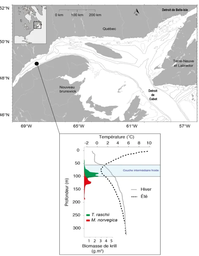 Figure  6  :  Cartes  montrant  le  site  d’étude  avec  une  bathymétrie  aux  100  m,  ainsi  que  la  structure  verticale  moyenne  (sur  50  ans)  de  la  température  durant  l’hiver  (mars)  et  l’été  (juillet) dans l’estuaire du Saint-Laurent, ain