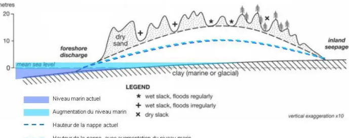 Figure  1.7 :  Schéma  de  l’effet  de  la  variation  du  niveau  marin  sur  les  niveaux  d’eau  dans  une flèche littorale (adapté de Robins et al., 2013) 