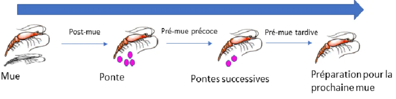 Figure  1.1:Cycle  de  mue  pour  une  femelle  M.  norvegica  (Cuzin-Roudy  et  Buchholz  1999; 