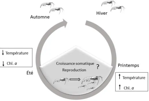 Figure  1.2 :  Variation  saisonnière  de  la  croissance  somatique  et  la  reproduction  du  krill  et  principaux paramètres environnementaux influençant la variation