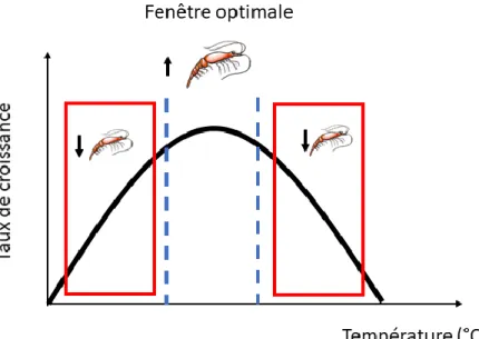 Figure 1.4 : Courbe théorique de l’effet de la croissance sur le taux de croissance du krill