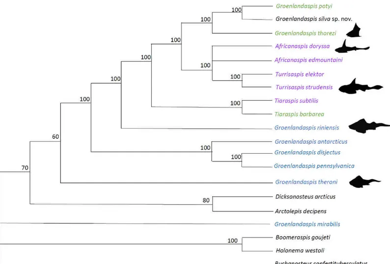 Figure 4. Arbre phylogénétique de consensus strict de la famille des Groenlandaspididae où  les espèces possédant une plaque médiane dorsale de forme basse et longue sont en bleu, de  forme équilatérale en vert, de forme haute et courte sont représentées e