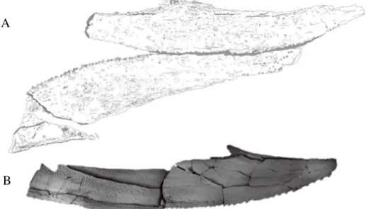 Figure 9. Groenlandaspis silva sp. nov. A. Camera lucida drawing of the  two  spinal  plates  (Sp),  holotype  (NYSM  19118)