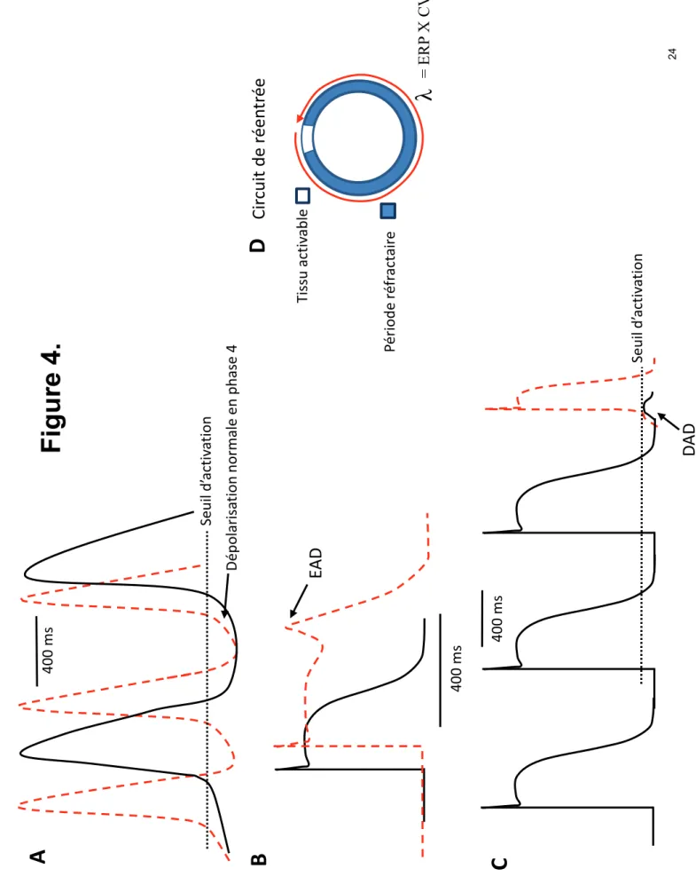 Figure 4. A 400 ms Dépolarisation normale en phase 4 Seuil d’activation