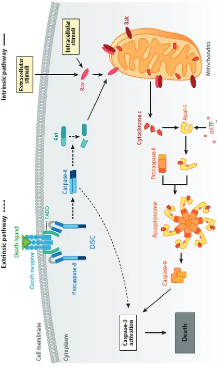 Figure 9. Ann RevPhysiol(2010) 72, 19-44.60