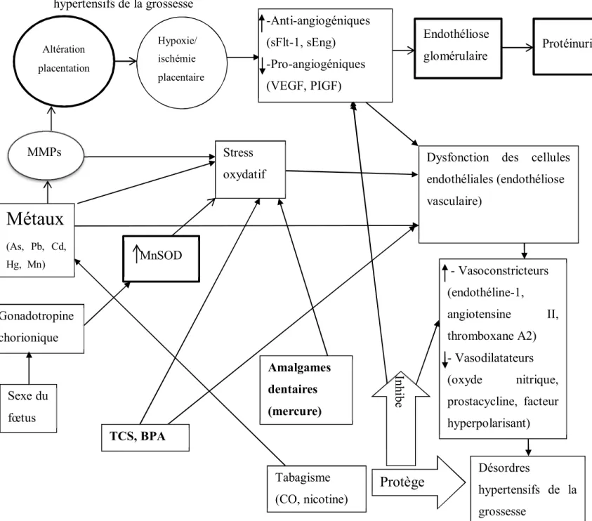 Figure  1.  Le  cadre  conceptuel  des  mécanismes  physiopathologiques  sous-jacents  aux  désordres  hypertensifs de la grossesse 