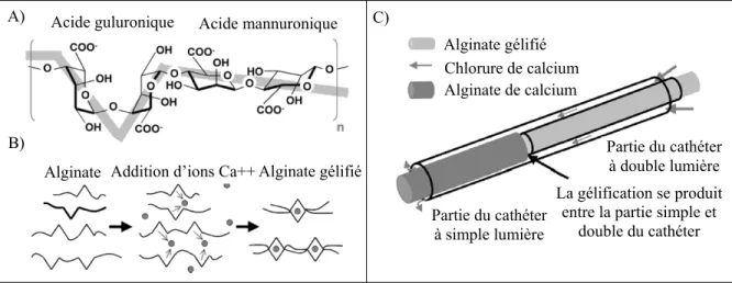 Figure 1.5   A) molécule d'alginate, B) principe de formation du gel d'alginate et  C) technique de gélification par cathéter à double lumière pour l’injection 