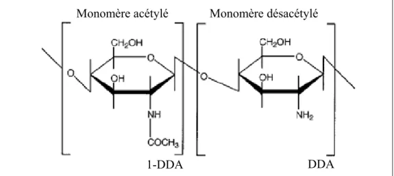 Figure 1.10   Les deux monomères composant le chitosane  Adaptée de Desbrieres (2002) 