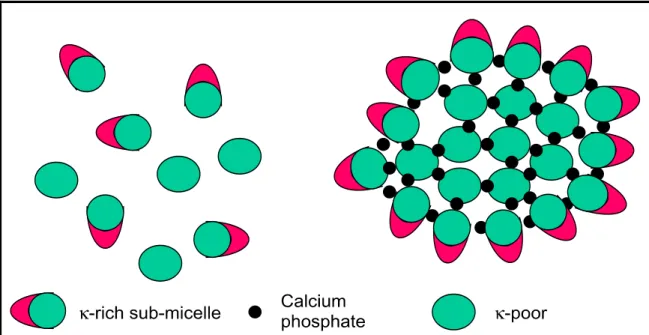 Figure 2.1: Schematic representation of the submicelle model of the casein micelle (represented by  Horne (2006)