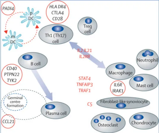 Figure 2 : Principaux facteurs génétiques associés à la polyarthrite rhumatoïde, et présentation des  cellules immunitaires clés impliquées dans la physiopathologie de la maladie