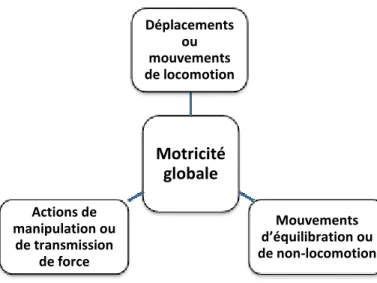 Figure 2 : La motricité globale 