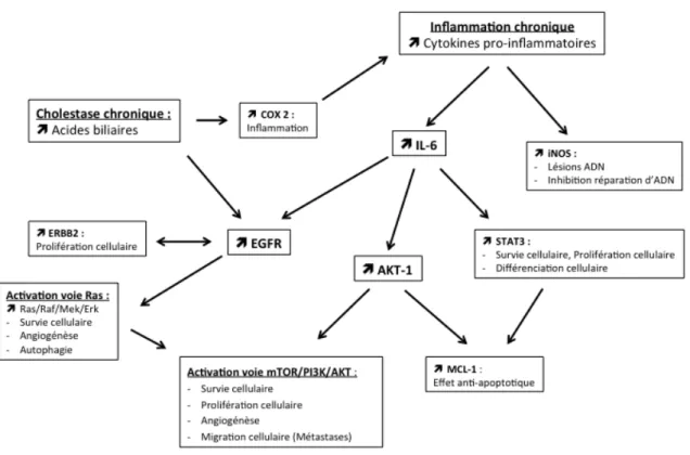 Figure 1 : Implication de l’inflammation et de la cholestase dans la cancérogénèse du  cholangiocarcinome  