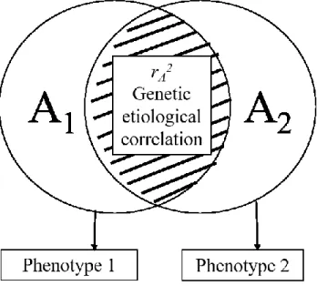 Figure 2. Genetic etiological correlation between phenotype 1 and phenotype 2 where A 1