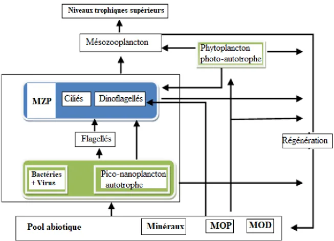 Figure 2: : Représentation conceptuelle des flux organiques à travers un système microbien,  modifié  de  Brêthes  (2014)