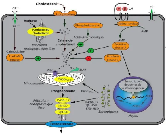 Figure 6 : Régulation de la stéroïdogénèse dans la cellule de Leydig [75] 