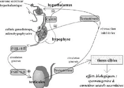 Figure 7 ​ ​ : Schéma de l'axe gonadotrope masculin [76] 