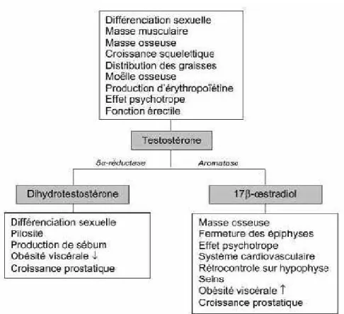 Figure 8 : Activités spécifiques de la testostérone, de la DHT et de l'oestradiol [75]