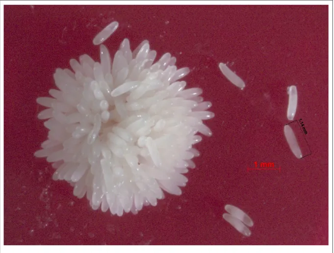 Figure 2 Œufs d'Aethina tumida. Crédits photos: Martine Bernier 