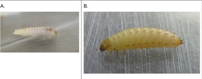 Figure 3 Larves d'Aethina tumida. A. Immature. B. Mature. Crédits photos: Martine  Bernier 