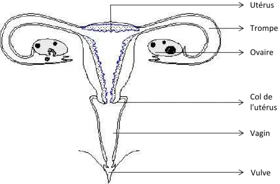 Figure 1. Schéma de l’appareil reproducteur féminin 