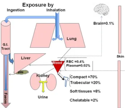 Figure 1 : Toxicocinétique du plomb dans l’organisme humain (7). 