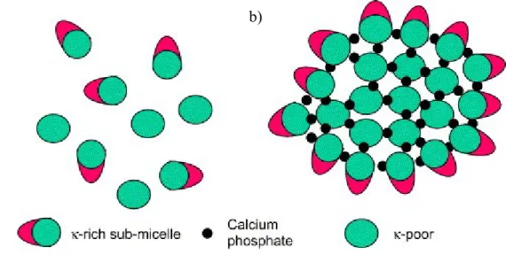 Figure 1.1.  Représentation schématique a) des sous-micelles et b) des micelles de caséines  (Horne, 2006)