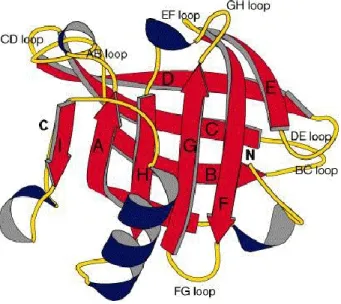 Figure 1.2.    Représentation  3D  de  la  structure  moléculaire  d‘un  monomère  de  β- β-lactoglobuline (Brownlow et al., 1997)