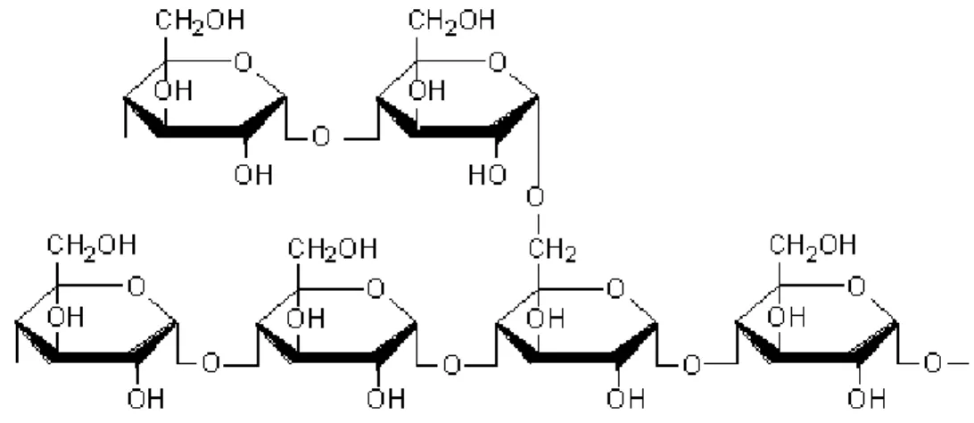 Figure 1.6.    Représentation  d‘une  molécule  d‘amylopectine  (Royal  Society  of  Chemistry,  2004)