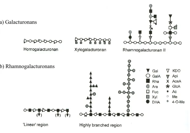 Figure 1.7.    Structure  schématique  des  pectines  simples  (galacturonane)  et  complexes  (rhamnogalacturonane)