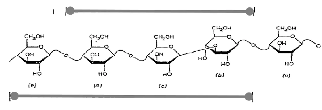 Figure 1.9.  Représentation d‘une partie de polymère β-D-glucan. 1 : segment constitué de  résidus substitués 3 - O (b) et CO (c et d) ; 2 : segment constitué de résidus substitués 3 - O  (b) et CO (c, d et e) (Dais and Perlin, 1982)