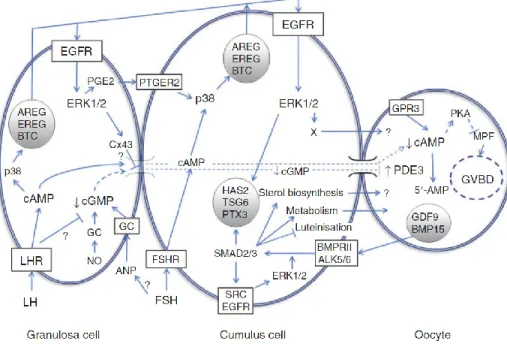 Figure 1.8 Modèle des interactions ovocyte-cumulus et comment celles-ci peuvent  s’intégrer pour contrôler la reprise de la méiose dans l’ovocyte