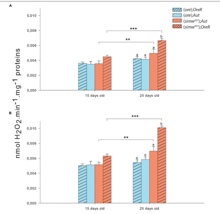 FIGURE 3 | Hydrogen peroxide production of isolated mitochondria from thorax of Drosophila