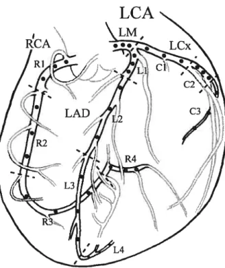 FIG. 4.1. Reference point locations along the right and left primary coronary arteries
