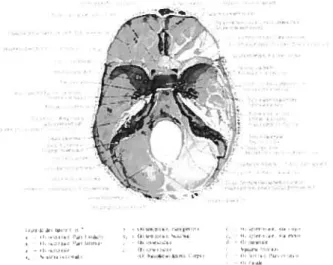 FIG. 1.4 — Une ptanche décrivant un crâne extraite de l’Atlas « Anatomie humaine