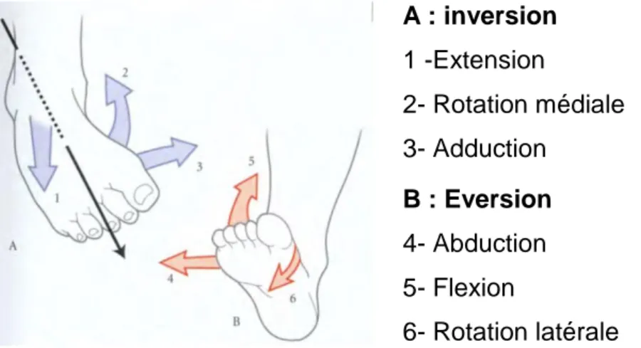 Figure 3 –Inversion et éversion. Schéma d’après kamina 