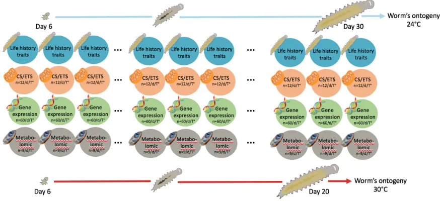 Fig 2. Representation of the samples available for each biological compartment analyses along the worms’ ontogeny