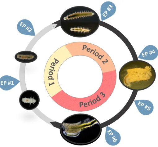Fig  4.  Representation  of  the  developmental  ‘Endpoints’  and  ‘Periods’  along  the  life  cycle  of  O