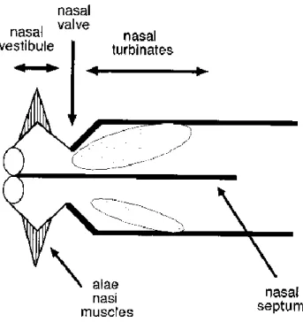 Figure 14 : Représentation schématique « en accordéon » des différentes structures résistives intra-nasales