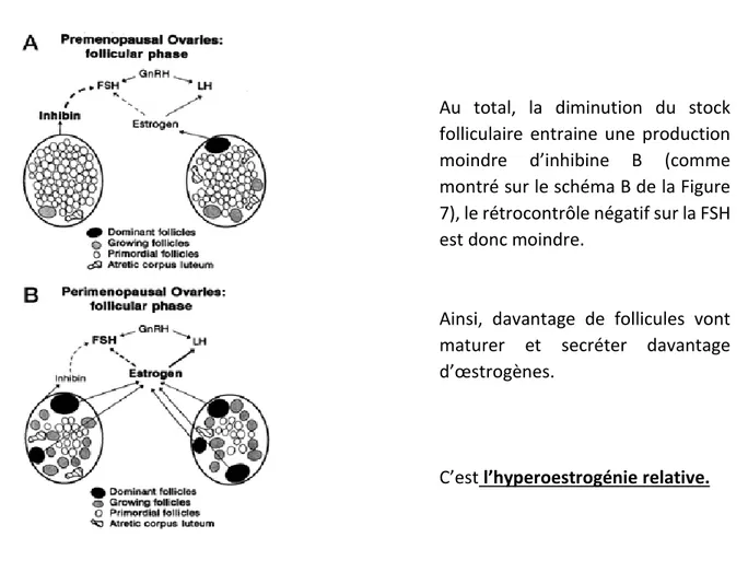 Figure 5 : Evolution de l’inhibine B et des œstrogènes en période de périménopause (25)