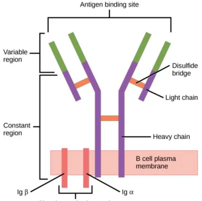 Figure 5 : Récepteur des cellules B 