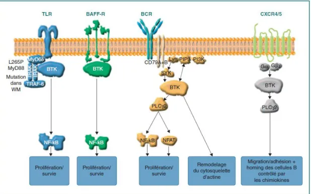 Figure 7 : Rôle de BTK dans les voies de signalisation du récepteur aux cellules B (BCR), du  récepteur aux chemokines (CXCR4/CXCR5) et du récepteur Toll-Like (TLR) 