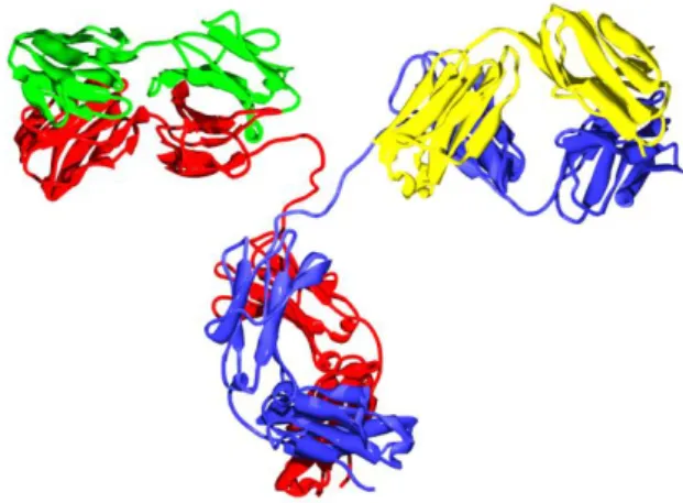 Figure 14 : Structure d'une immunoglobuline G 