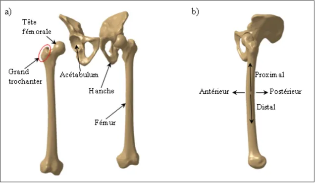 Figure 1.1  a) Région anatomique b) Terminologie spatiale 