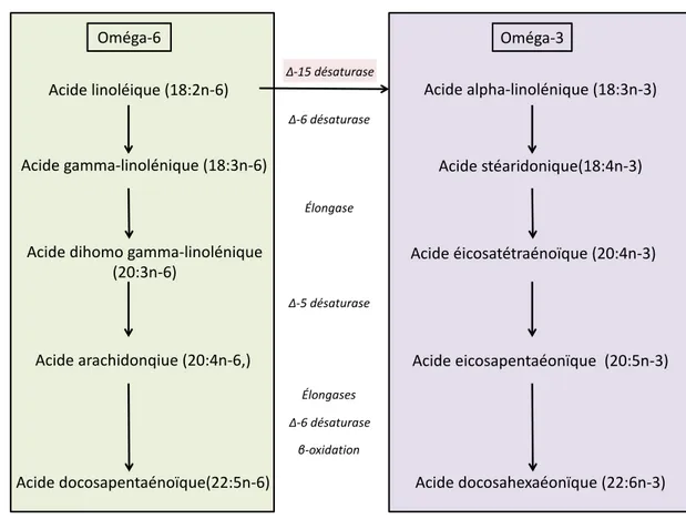 Figure 0.2: Conversion d’acides gras issus de plantes en acides gras à longue chaîne et polyinsaturés