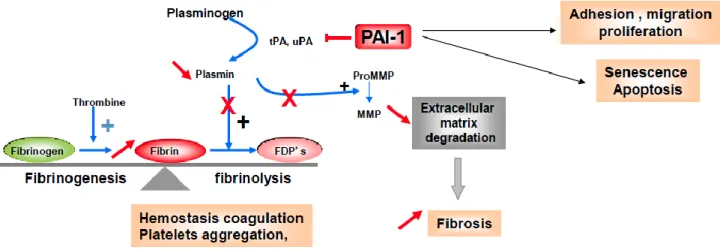 Figure 10. Coupes de jéjunum de souris et lésions induites par l’irradiation dans le groupe PAI-1 +/+ 