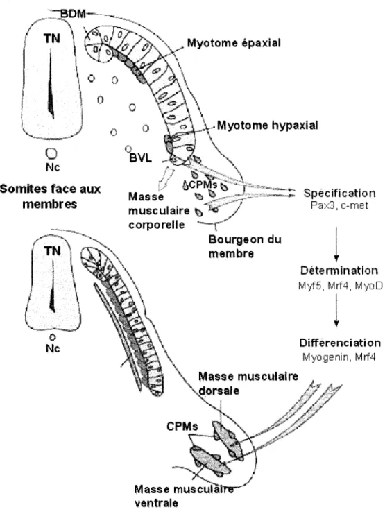 Figure  1.1.  Production  du  muscle  squelettique  à  partir des  somites  chez  l'embryon  de souris à  e9.75