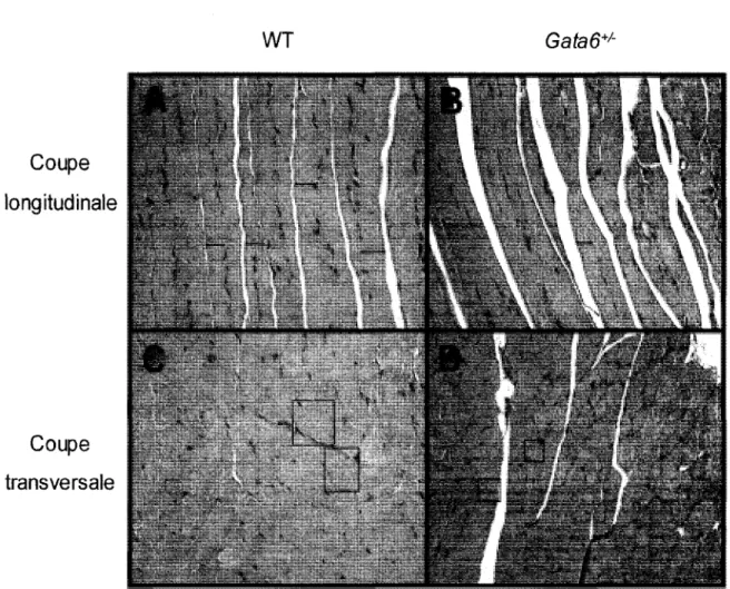 Figure  3.3  Le développement musculaire est affecté chez la  souris de  40 jours haploinsuffisante en GATA-6