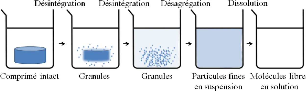 Figure 1.2 Schématisation du processus de dissolution. 